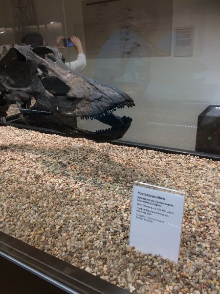Jurassic harz  (70)